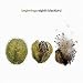 Music : Beginnings