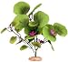Plant Broad Lily Leaf With Buds Small
