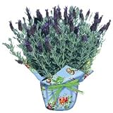 Potted Lavender Bush