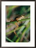 A brown tree frog balances on a green plant stem Subject Framed Art Poster Print by Jason Edwards, 21x29