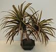 NEW! Bendable Yucca Head Plant on Bulb