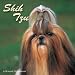 shih tzu - Shih Tzu 2008 Calendar - Dog Breed 2008 Calendars