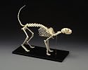 LFA #2020 Feline (Cat) Skeleton