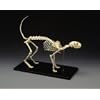 Feline Skeletal Model