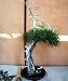 Dwarf Siberian Pine 15 Seeds -Pinus pumila -Bonsai