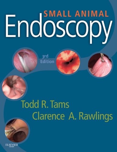 Small Animal Endoscopy On Sale
