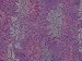 Batik Sarong - Lavender Floral, Heavy Rayon