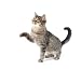 Tabby Cat Playing on White Background - 42
