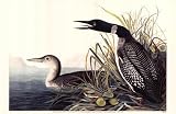 Common Loon FINEST BRAND CANVAS Print With Added Heavy BRUSHSTROKES John James Audubon 17x11