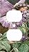 Fairy Flowers Decorative Outlet Cover
