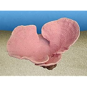Nature's Image Artificial Corals: Bowl Turbinaria Rose by