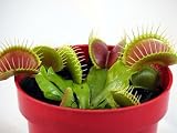 Venus Fly Trap Plant - CARNIVOROUS - Dionaea - 2" pot"