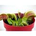 Venus Fly Trap Plant - CARNIVOROUS - Dionaea - 2" pot"
