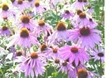 1,200 Purple Coneflower Seeds with Free Shipping - B0012YIAZA