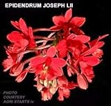 Epidendrum Joseph Lii 805H