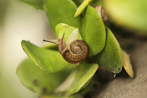 Little snail Fine art Photography Home decor Print Sizes 8x10,11x14,12x16,16x20,20x24
