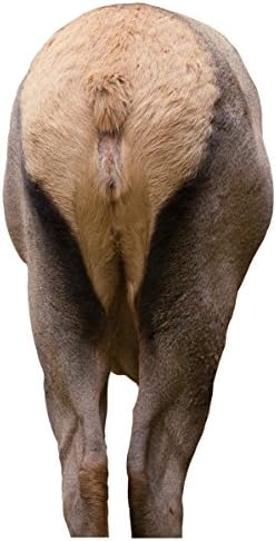 Elk Rump by Montana Decoy