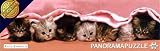 Panorama Puzzle Kittens Under Blanket