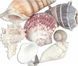Review Jo-Ann  / Sea Shell Mixes-Medium