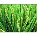Rice Plant 200 Plus Seeds Organic Fun to Grow