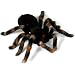 RC Spider Tarantula