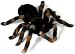 Toys : RC Spider Tarantula