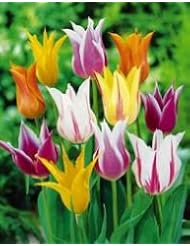 Lawn & Patio: 50 Lily Flowering Mixed Tulip Seeds - Gorgeous Flower - Stratified Seeds - Copyrighted - Idahoseeds