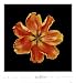 Apricot Parrot Beautiful MUSEUM WRAP CANVAS Print with Added BRUSHSTROKES Unknown 20x22