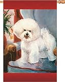 Bichon Frise