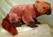 Mongoose
