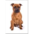 Staffordshire Bull Terrier Puppy Dog Fridge Magnet