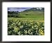 Balsamroot in the Absaroka Mountains, Livingston, Montana, USA Framed Art Poster Prin...