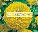 ZINNIA CANARY BIRD Zinnia Elegans --- 10,000 Flower Seeds