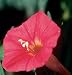 David's Flower Morning Glory Combo Pack 60 Seeds per Packet