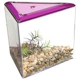 Lee’s Triangle Betta Keeper