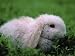 A Bunny That was Dyed Pink for Easter Sits in the Grass Photographic Poster Print, 18x24