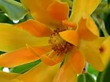 Best Price Fresh Joy Perfume Tree (Michelia Champaca) Seeds – Beautiful Orange Flowers Magnolia Tree