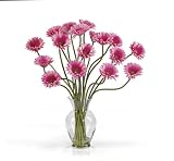 Gerber Daisy Liquid Illusion - B001DQD7L4