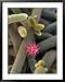 Cactus Flower, Kelantan, Malaysia Styles Framed Art Poster Print by Olivier Cirendini, 31x39