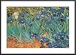Art Poster Metal Framed Print - Garden of Irises - Artist: Vincent van Gogh- Poster Size: 24 X 36