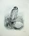 1906 Bird Montagu'S Harrier Circus Cineraceus Montagu