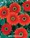 "Pumpkin Pie" African Daisy Arctotis by Monrovia Growers