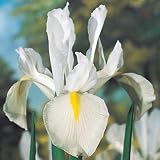Dutch Iris Bulbs Excelsior