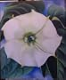 Georgia O'Keeffe: One Hundred Flowers