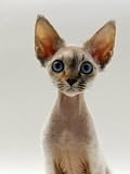 Domestic Cat, 16-Week, Female Tabby-Point Devon Si-Rex Photographic Poster Print by Jane Burton, 12x16