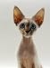 devon rex - Domestic Cat, 16-Week, Female Tabby-Point Devon Si-Rex Photographic Poster Print by Jane Burton, 12x16