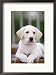 8-week-old Yellow Labrador Retriever Puppy Framed Photographic Poster Print by Aneal Vohra, 17x21