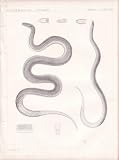 Engraving of a Crayfish Snake and a Worm Snake from 1860 Reports of Explorations and Surveys, to Ascertain the Most Practical and Economical Route for a Railroad from the Mississippi River to the Pacific Ocean.