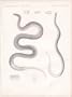 Engraving of a Crayfish Snake and a Worm Snake from 1860 Reports of Explorations and Surveys, to Ascertain the Most Practical and Economical Route for a Railroad from the Mississippi River to the Pacific Ocean.