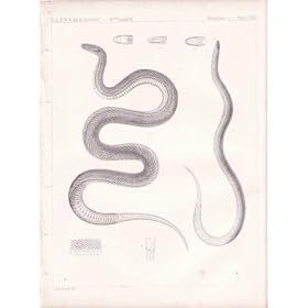 Engraving of a Crayfish Snake and a Worm Snake from 1860 Reports of Explorations and Surveys, to Ascertain the Most Practical and Economical Route for a Railroad from the Mississippi River to the Pacific Ocean.